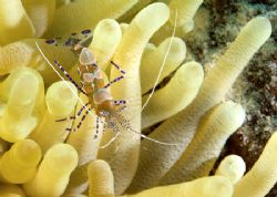 Spotted cleaner shrimp taken with Nikon D100 & 60mm macro... by Maryke Kolenousky 